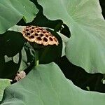 Nelumbo nucifera Frucht