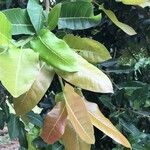 Ficus ingens Лист