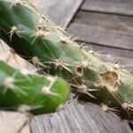 Austrocylindropuntia cylindrica Bark