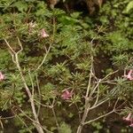 Rhododendron abietifolium Habitus