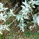 Artemisia ludoviciana Leaf