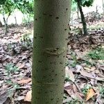 Terminalia oblonga Bark