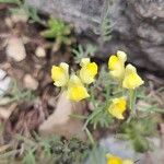 Linaria supina Fiore