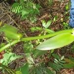 Vanilla planifolia Blatt