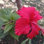 Hibiscus schizopetalus Flors