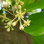 Cinnamomum burmanni Blomst