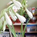 Ornithogalum candicans Květ