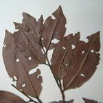 Lecythis confertiflora Otro