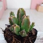 Stapelia gigantea Blad