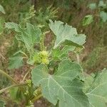 Xanthium strumariumFruit