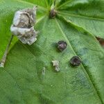 Malva arborea ഫലം