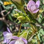 Gentianella aspera Žiedas