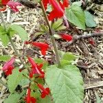 Salvia coccinea Habitus