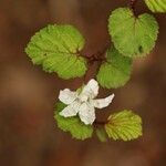 Rubus microphyllus Fleur