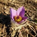 Pulsatilla grandis Flor