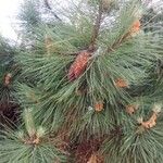 Pinus strobus Φρούτο