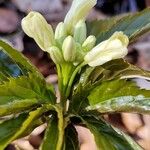 Cardamine enneaphyllos Fleur