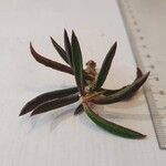 Euphorbia ambovombensis 葉