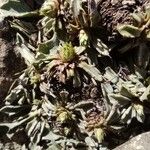 Globularia spinosa Kvet