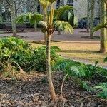 Tetrapanax papyrifer Tabia