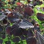 Corylus maxima Blad