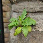 Senecio squalidus Облик