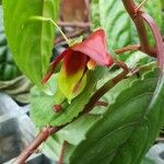 Impatiens hians Flower