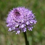 Traunsteinera globosa Flor