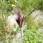 Dianthus carthusianorumKvět