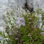 Veronica fruticulosa Hábito