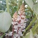 Orobanche crenata फूल
