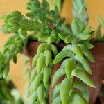 Sedum morganianum Лист