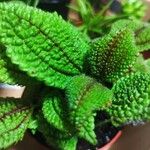 Pilea mollis Frunză