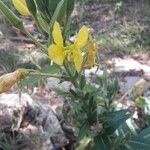 Oenothera villosa Цветок
