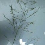 Milium effusum പുഷ്പം