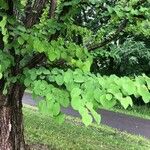 Cercidiphyllum japonicum Leaf