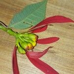 Euphorbia pulcherrima Fleur