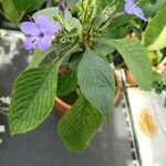 Eranthemum pulchellum Leaf