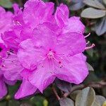 Rhododendron lapponicum Blomma
