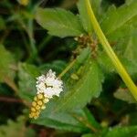 Croton glandulosus ফুল