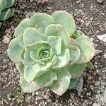 Aeonium valverdense 葉