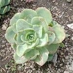 Aeonium valverdense Leaf