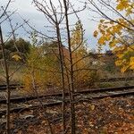 Pyrus communis Celota