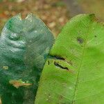 Picralima nitida Hoja