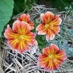Salpiglossis sinuata Çiçek