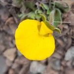 Calceolaria brunellifoliaFlower