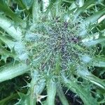 Cirsium acaulon Altro