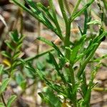 Iberis pinnata Leaf