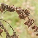 Rumex confertus Fruit