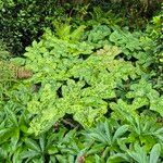 Podophyllum cv. 'Kaleidoscope' Folha